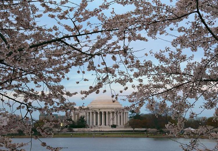 Cherry trees in Washington, DC
