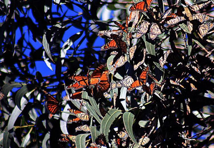 Wintering Monarch butterflies