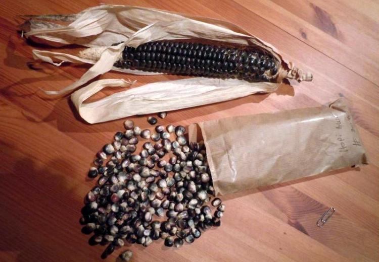 Photograph of blue corn ear and loose kernels in paper bag