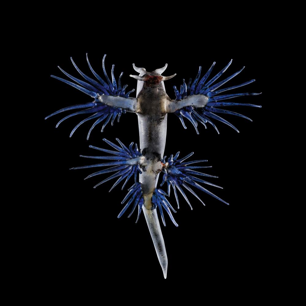 Glass sea slug Glaucus atlanticus against a black background