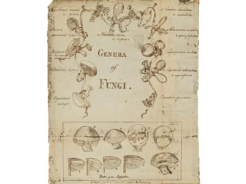 Genera of Fungi, n.d. Unpublished drawing in the John Torrey collection. &nbsp;