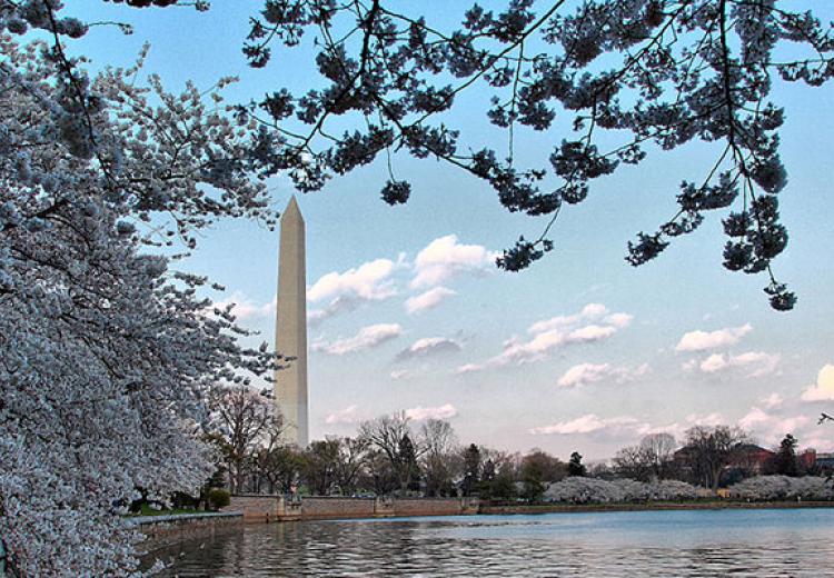 Cherry Blossoms around the Tidal Basin with Washington Monument in background