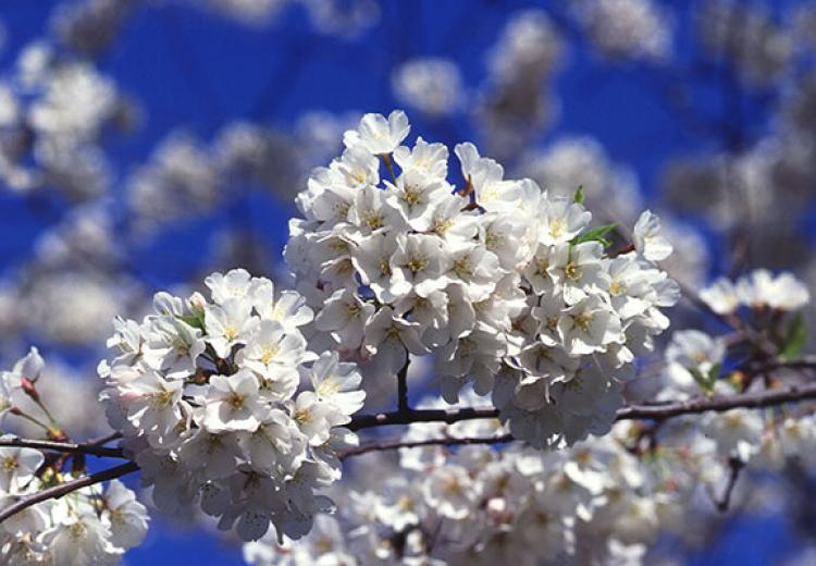 Cherry tree blossoms around the Tidal Basin, before April 1999