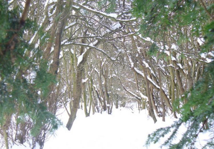 Winter Fairyland