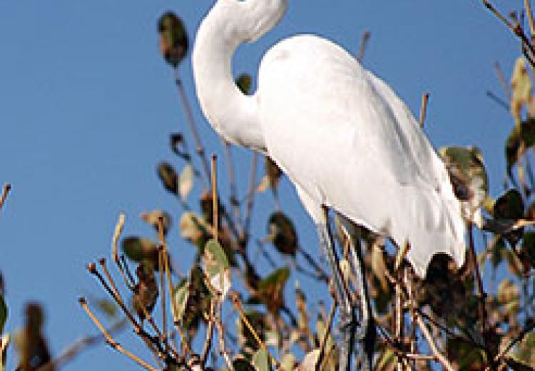 A White Heron