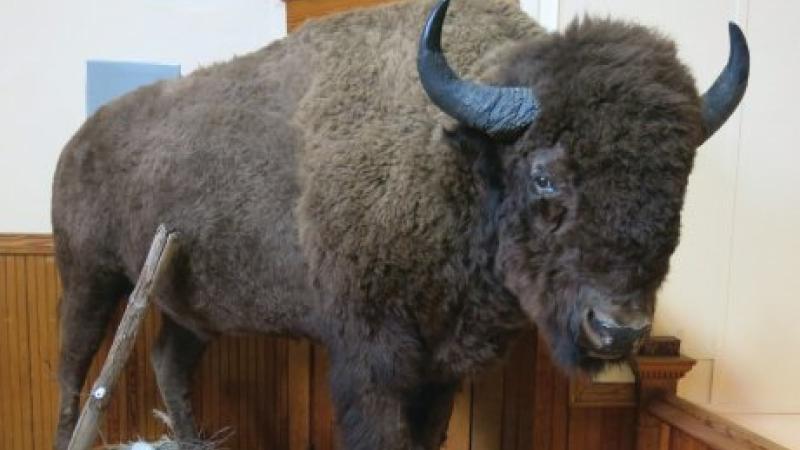 The Bison: The Yellowstone Gateway Museum encourages safe selfies.
