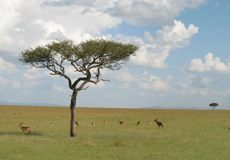 Panorama of the Serengeti