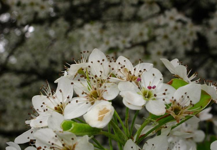 Flowering Pear Tree Macro