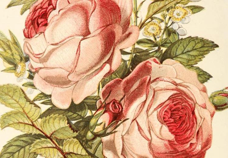 The Rose_The Myrtle_The Ivy.” Illustrated plate from The Language of flowers