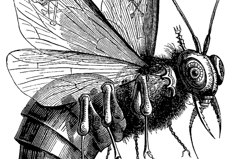 Beelzebub as depicted in Collin de Plancy's Dictionnaire Infernal (Paris, 1863)