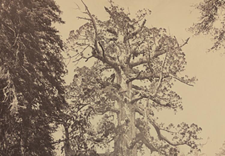 Grizzly Giant, Mariposa Grove