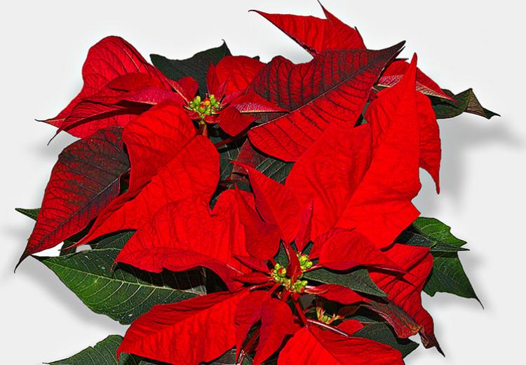 A poinsettia