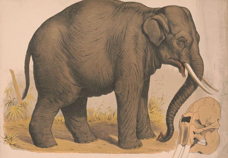 George Orwell confronted an Asian elephant like this one in the story recounted for this lesson plan.
