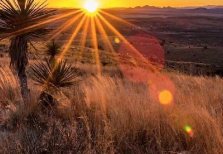 Sun rising and spreading light over the Chihuahua Desert, dried grass and trees are at the forefront with mountains in the background