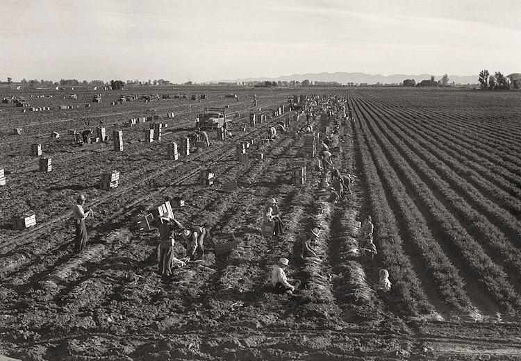 Agricultural workers in field