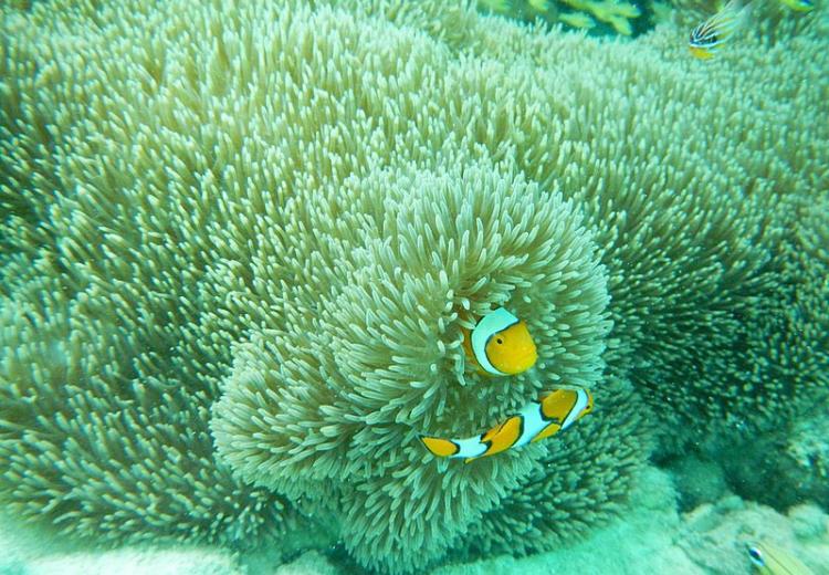 Clown fish playing hide and seek in sea anemone.