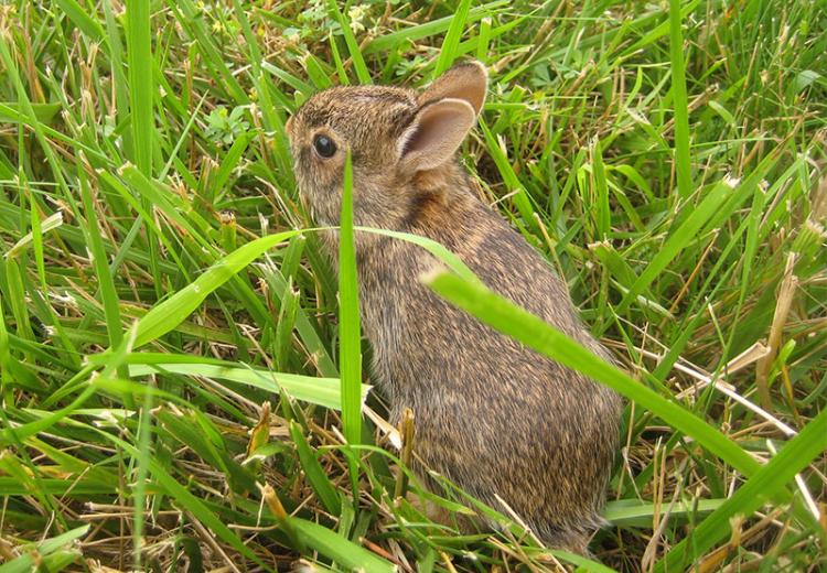 A baby rabbit.