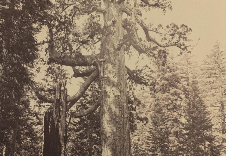 Carleton Watkins, Grizzly Giant, Mariposa Grove, 1861.