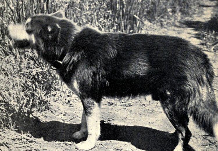 Jack London's dog Brown Wolf