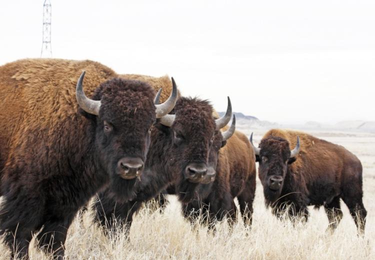 Bison at Rocky Mountain Arsenal National Wildlife Refuge in Colorado